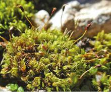 ������ �����������