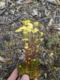 �������� �����