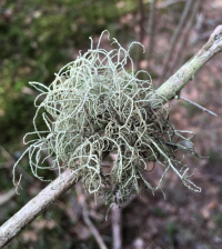 ����� ��������