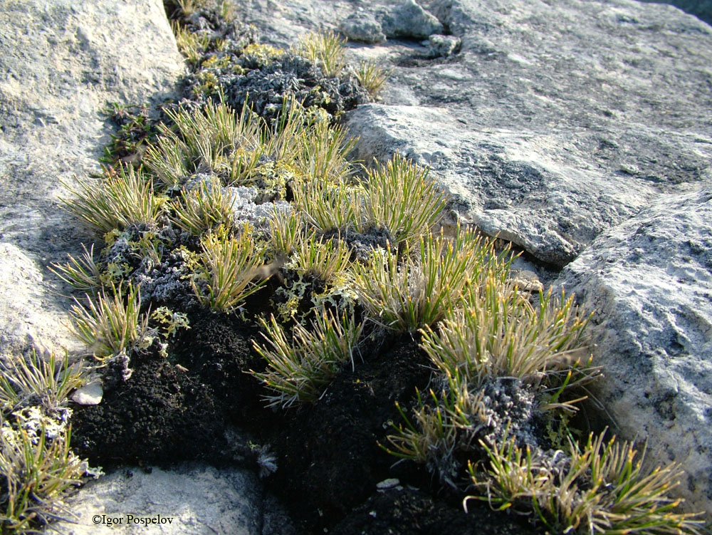 ������� �������������