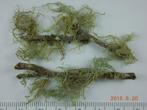 ����� ��������