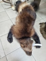 ������ ��������