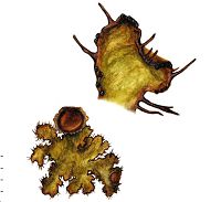 �������������� �����������, �������� �����������