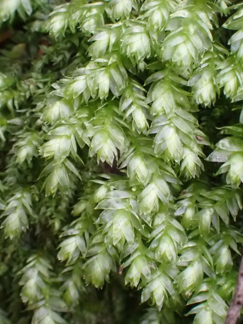 ������������ ��������������