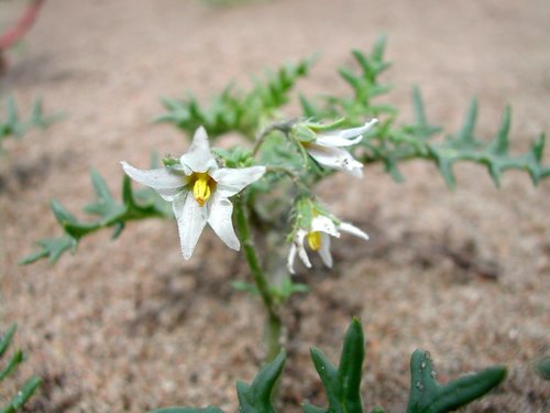 ������ �������������