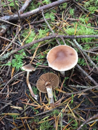 ��������� �����������