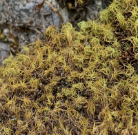 �������� ������