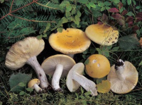 �������� ������-������