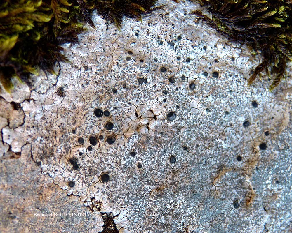 �������� ����������, ������� �����������