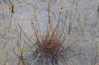 ������ ������������