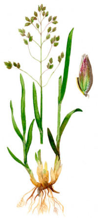 ������ ���������