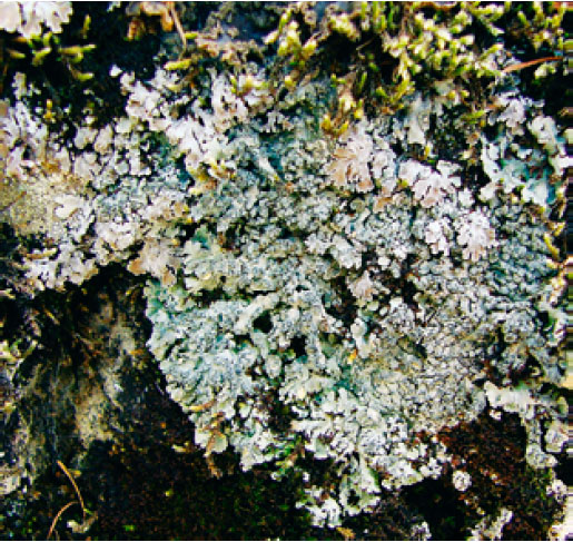 ������� �����������