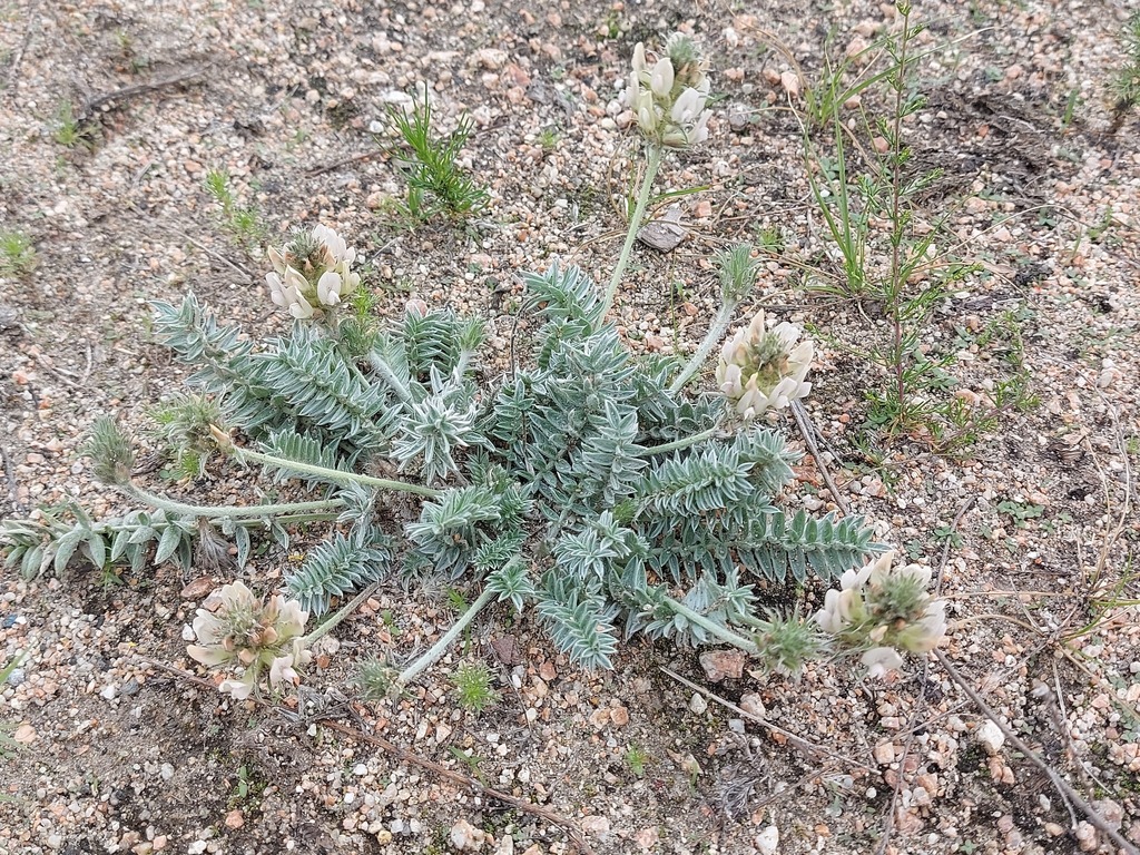 ������������� ������������