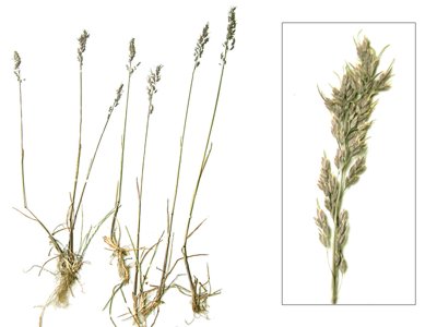 ������ �����������