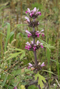 ��������� ���������