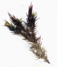 ���������� �����������