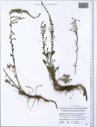 ������ ����������������