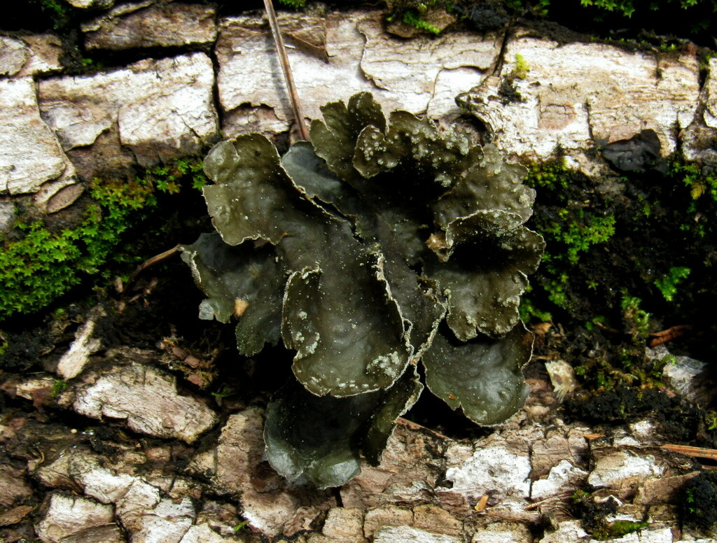 ������ �����������