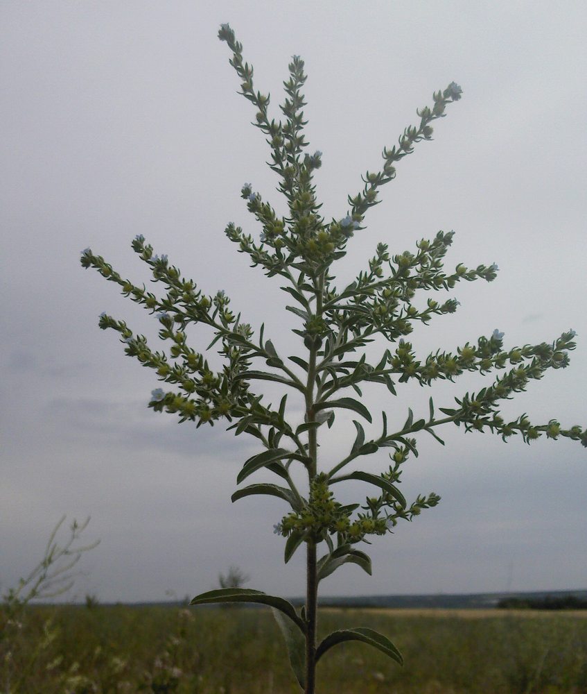 ������� �������������