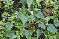 �������� ���������