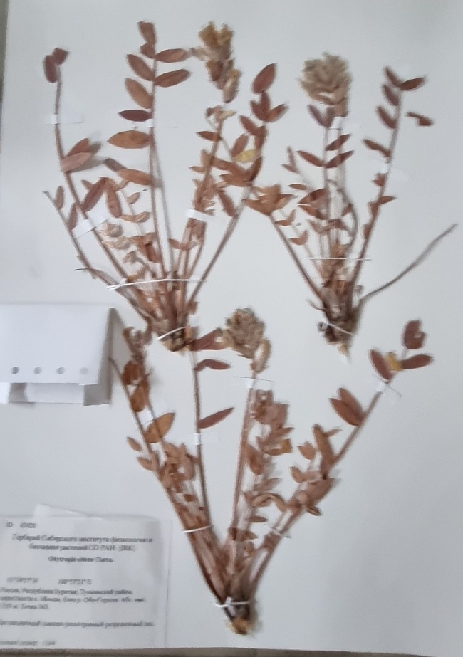 ������������� ���������