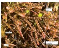 ������������ ������������� 