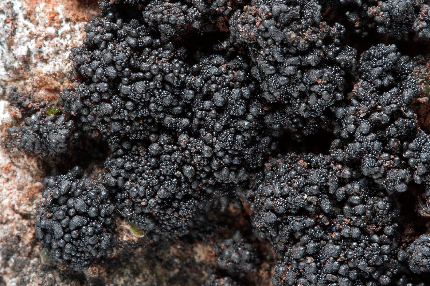 ��������� �������������