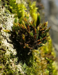 ���������� ����������