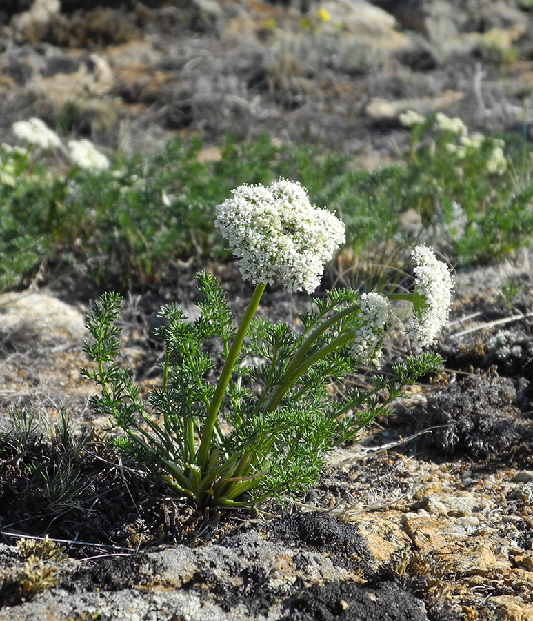 ����������� ����������