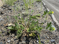 �������� ��������������