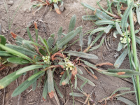 ���������� ���������