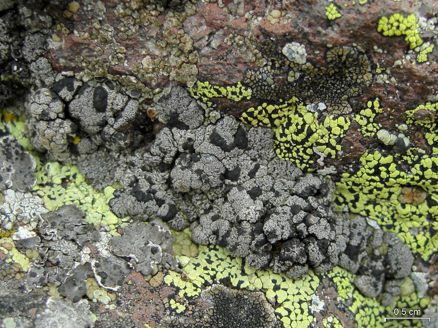 �������� ��������������