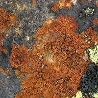 Acarospora scyphulifera