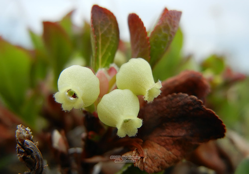 ���������� ����������