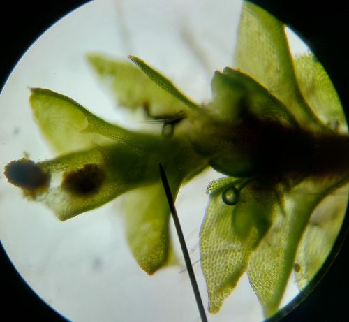 ���������� �����-����������