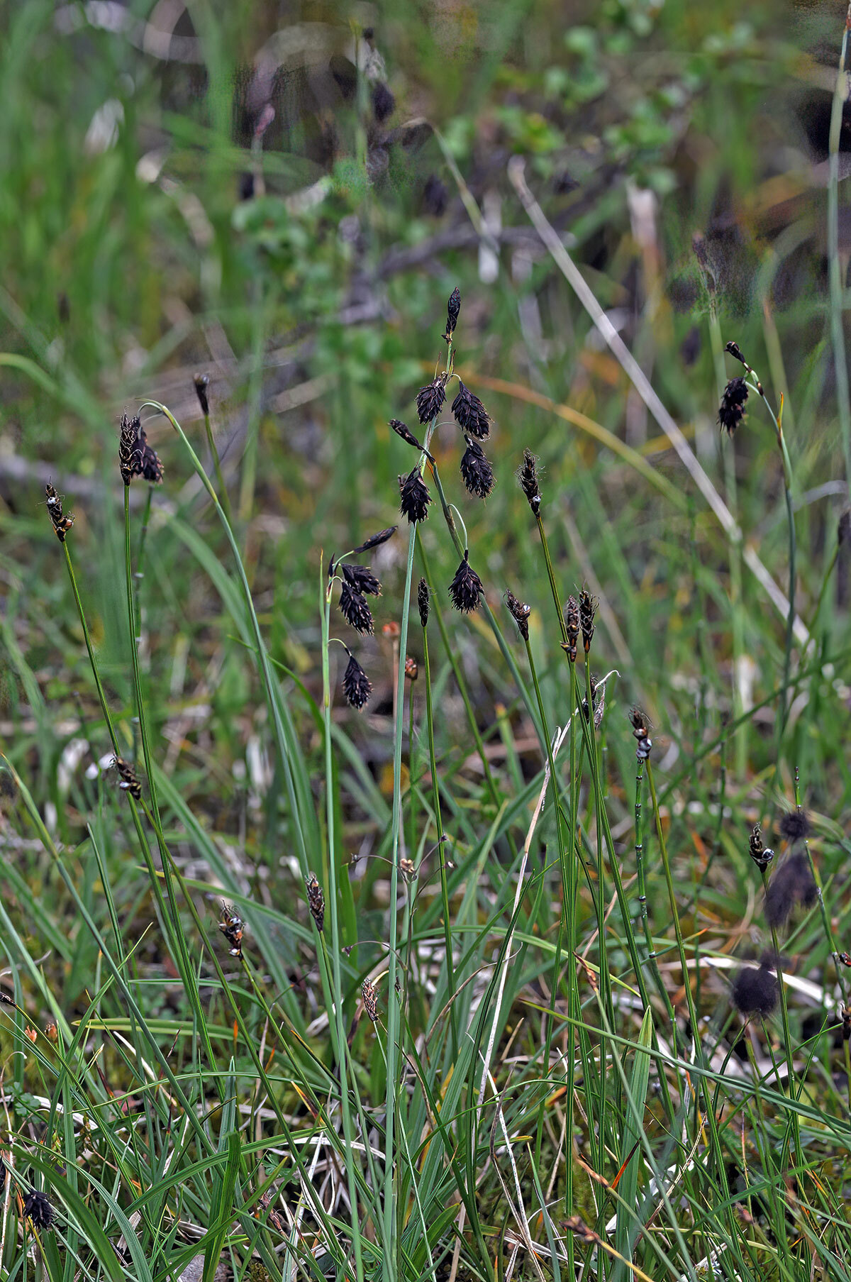 ����� ����������