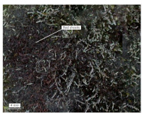 ���������� ���������