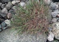 �������� �����������������