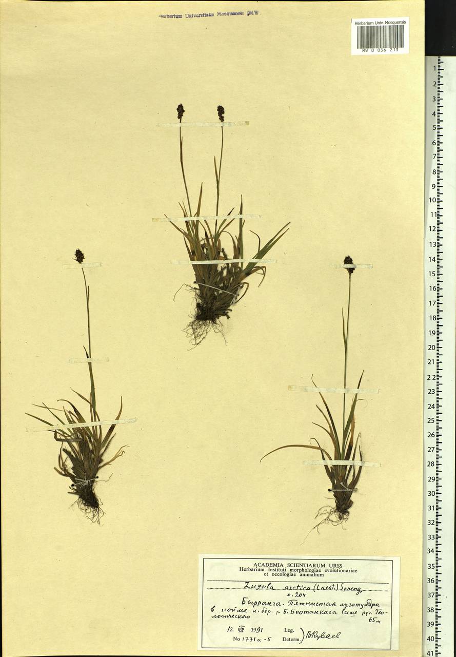 ����� �����������