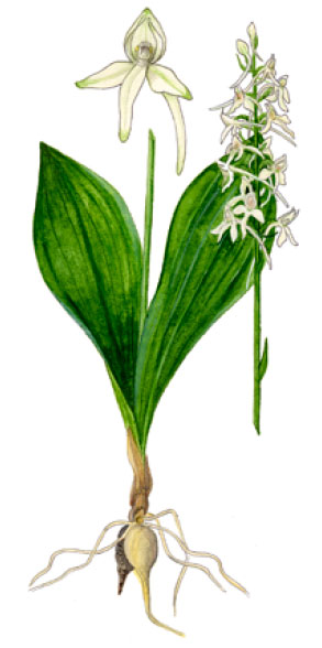 ����� ����������