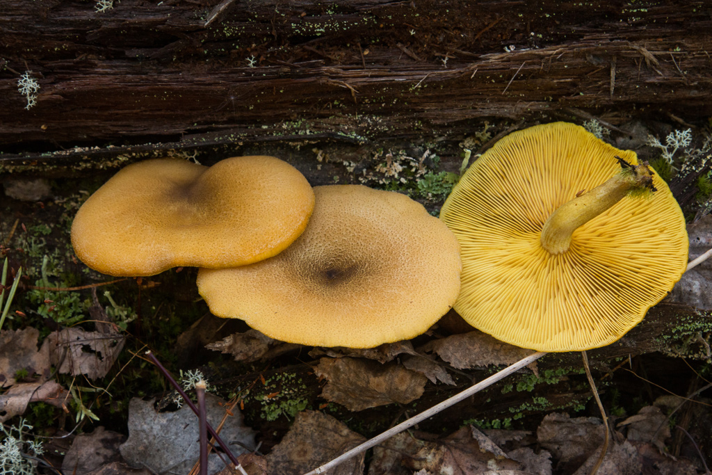 ������������� ����������