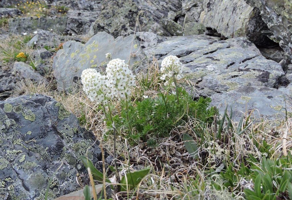 ���������� ������������