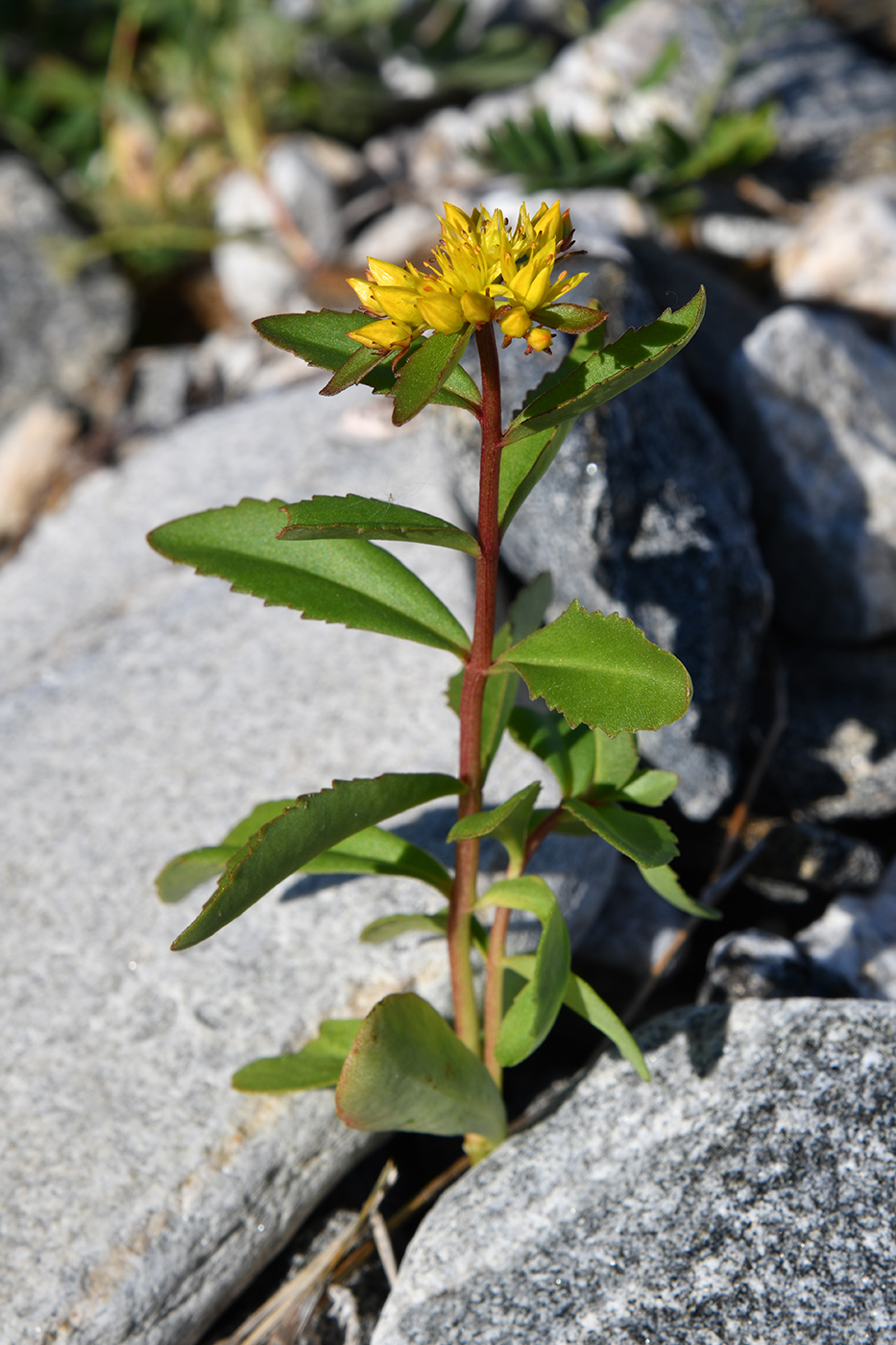 ������� �������