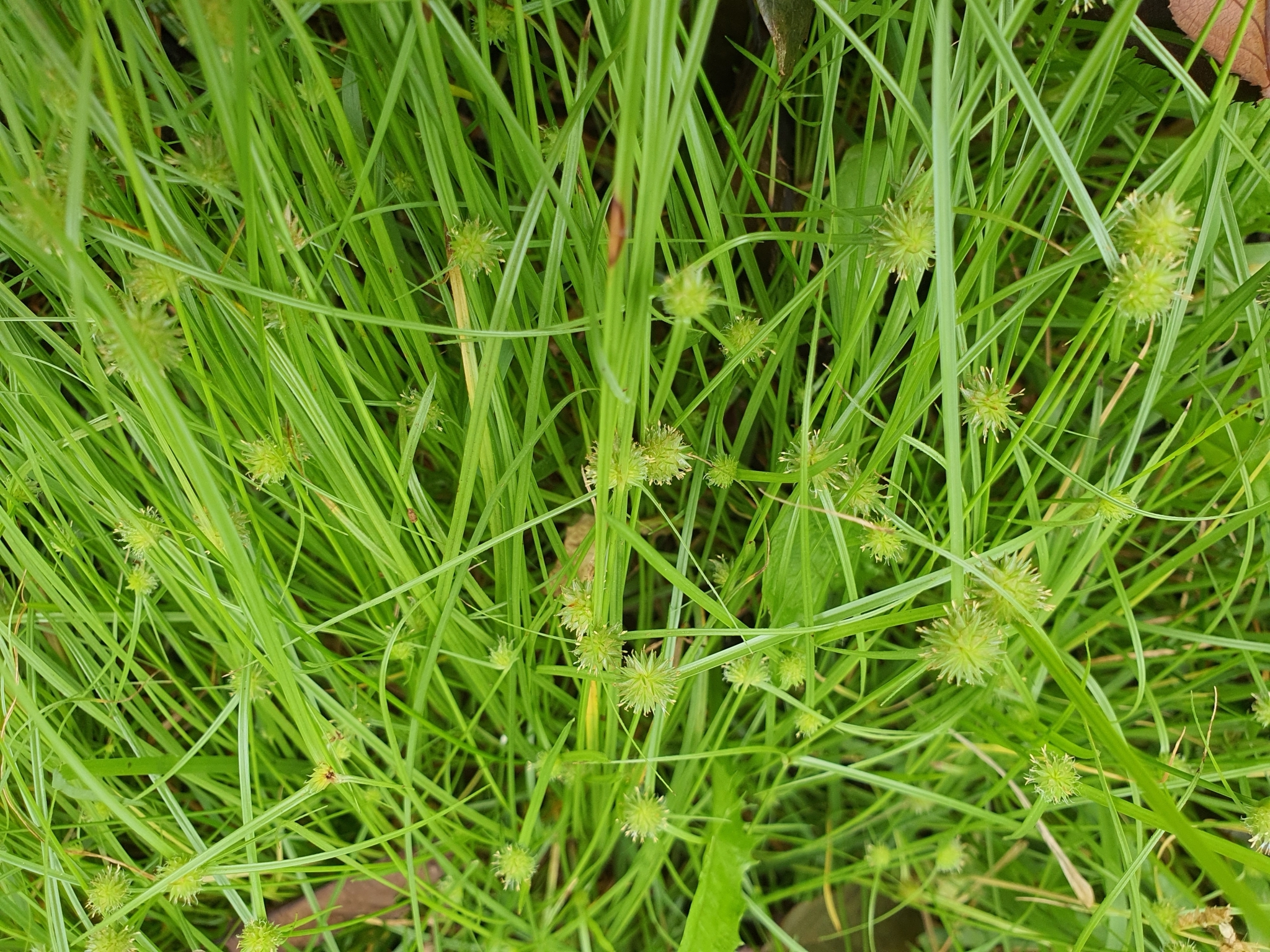 ����� ������