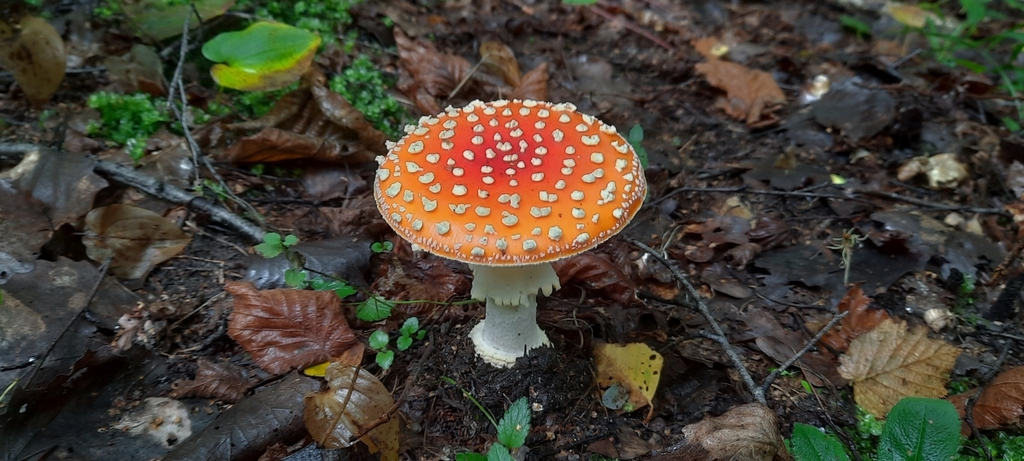 Amanita muscaria