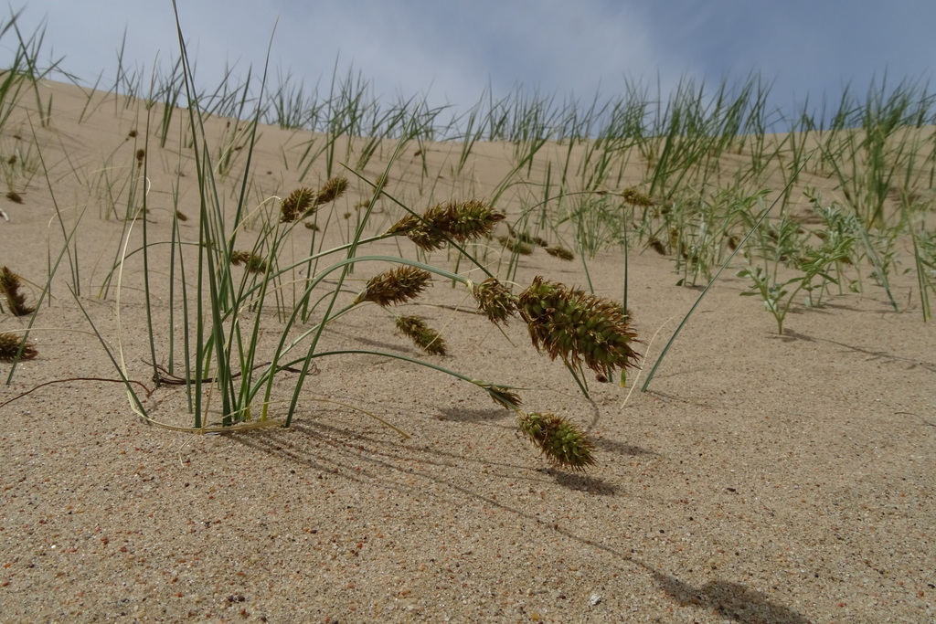 ����� ��������