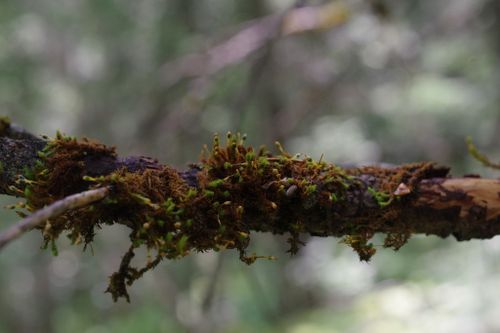 ����� �������