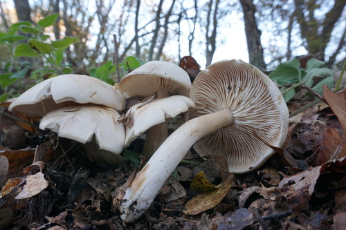 ������� �����