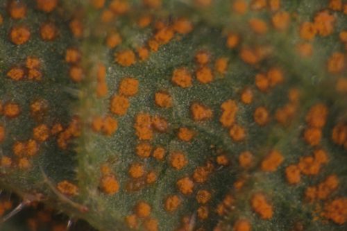 ������������� �������