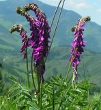 ��������� �������